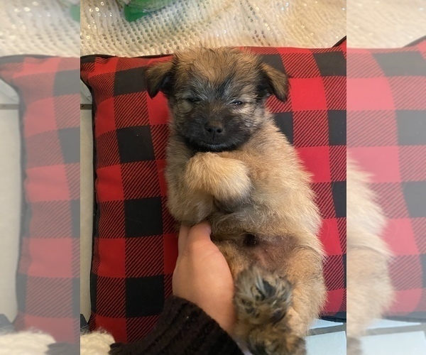 Medium Photo #4 Pom-A-Nauze Puppy For Sale in INDIO, CA, USA
