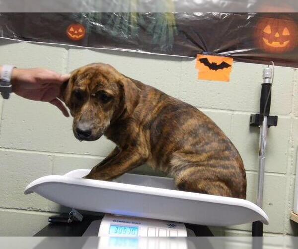 Medium Photo #1 Plott Hound-Unknown Mix Puppy For Sale in Tulsa, OK, USA