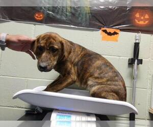 Plott Hound-Unknown Mix Dogs for adoption in Tulsa, OK, USA