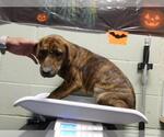 KAREN - Female Plott Hound-Unknown Mix Dog for Adoption - Small photo