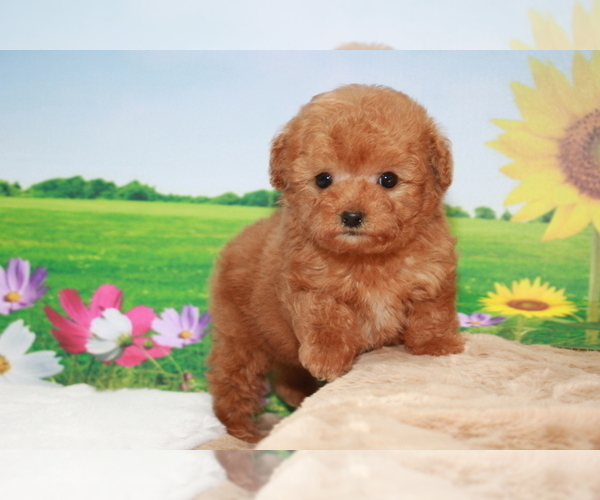 Medium Photo #1 Poodle (Toy) Puppy For Sale in CHICAGO, IL, USA