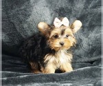 Small #1 Morkie-Yorkshire Terrier Mix