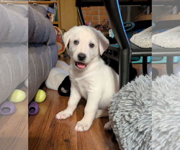 Medium Photo #1 Siberian Husky-Unknown Mix Puppy For Sale in Plainfield, IL, USA