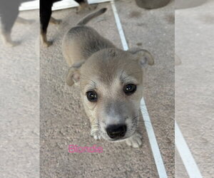 Blondie* - Female Mutt Dog for Adoption - Photo #2