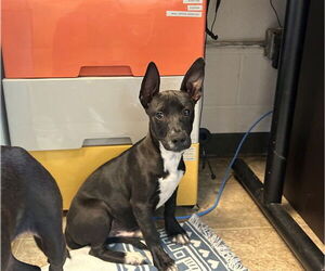 Mutt Dogs for adoption in Raleigh, NC, USA