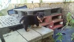Small Photo #3 Rottweiler Puppy For Sale in ADEL, IN, USA