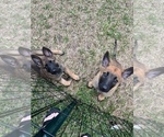 Small Photo #6 Belgian Malinois Puppy For Sale in COLLEGE STATION, TX, USA