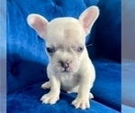 Small Photo #62 French Bulldog Puppy For Sale in MIAMI BEACH, FL, USA