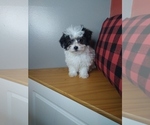 Small Photo #8 Poodle (Miniature)-ShihPoo Mix Puppy For Sale in INDIANAPOLIS, IN, USA