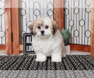 Zuchon Puppy for sale in NAPLES, FL, USA