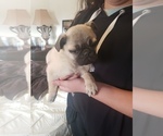 Small Photo #13 Pug Puppy For Sale in DENVER, CO, USA