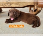 Small Photo #52 Labrador Retriever Puppy For Sale in EDGEWOOD, TX, USA