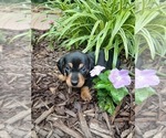Puppy Puppy 2 Smokey Dachshund