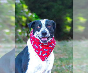 Labrador Retriever-Unknown Mix Dogs for adoption in Unionville, PA, USA