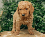 Small Photo #24 Goldendoodle Puppy For Sale in PECK, KS, USA