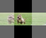 Small Photo #1 American Bully Puppy For Sale in BELL GARDENS, CA, USA