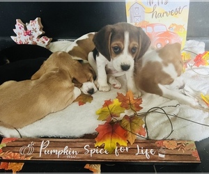 Beagle Puppy for sale in CANTON, OH, USA