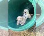 Small Photo #12 Golden Retriever Puppy For Sale in LOUISBURG, NC, USA