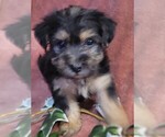 Puppy Tinytot Yorkshire Terrier