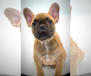 French Bulldog Puppy for Sale in LOS ANGELES, California USA