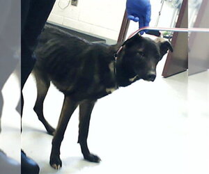 German Shepherd Dog-Unknown Mix Dogs for adoption in Fayetteville, NC, USA