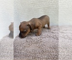 Small #1 Chiweenie-Jack Russell Terrier Mix