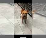 Small #1 Chinese Shar-Pei Mix