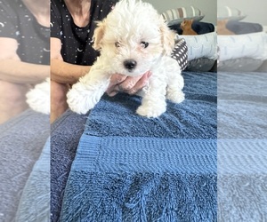 Maltichon Puppy for sale in CONWAY, SC, USA