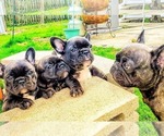 Small Photo #9 French Bulldog Puppy For Sale in ELGIN, IL, USA