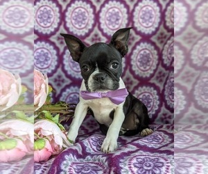 Boston Terrier Puppy for sale in NARVON, PA, USA