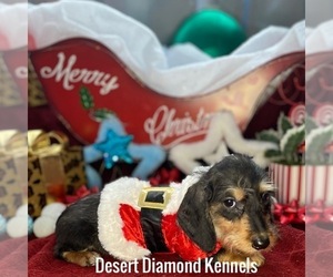 Dachshund Puppy for sale in HI VISTA, CA, USA