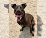 Small #7 Labrador Retriever Mix