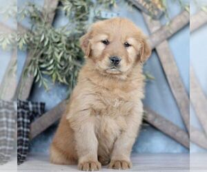 Golden Retriever Puppy for sale in BIGLERVILLE, PA, USA
