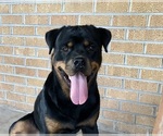 Small Photo #1 Rottweiler Puppy For Sale in BRIGHTON, CO, USA