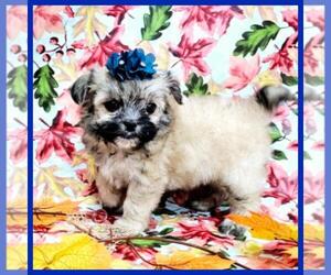 Mal-Shi Puppy for sale in TAYLOR, TX, USA