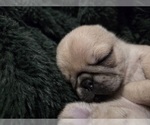 Puppy Apricot Girl 1 Pug