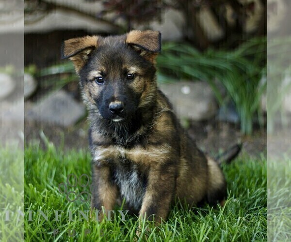 Medium Photo #4 Australian Shepherd-German Shepherd Dog Mix Puppy For Sale in BIRD IN HAND, PA, USA