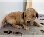 Puppy Harley Goldendoodle (Miniature)