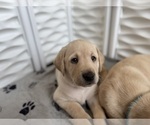 Small #36 Labrador Retriever