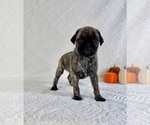 Small #2 Pug
