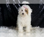Small #5 Poodle (Miniature)
