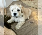 Puppy TINY Zuchon