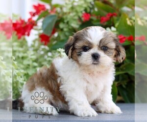 Shih Tzu Puppy for sale in GORDONVILLE, PA, USA