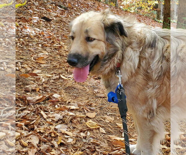 Medium Photo #5 Great Pyrenees-Unknown Mix Puppy For Sale in Croydon, NH, USA