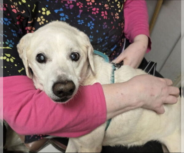 Medium Photo #6 Cheagle Puppy For Sale in Winston Salem, NC, USA