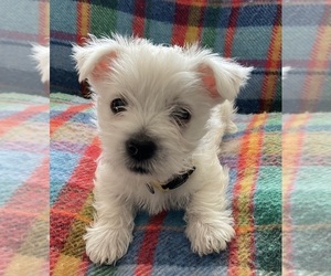 West Highland White Terrier Puppy for sale in SAINT LOUIS, MO, USA