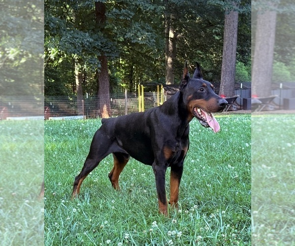 Medium Photo #10 Doberman Pinscher Puppy For Sale in NEWTON, NC, USA