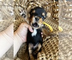 Small Photo #3 Yorkshire Terrier Puppy For Sale in GILBERT, AZ, USA