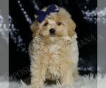 Small #1 Maltipoo