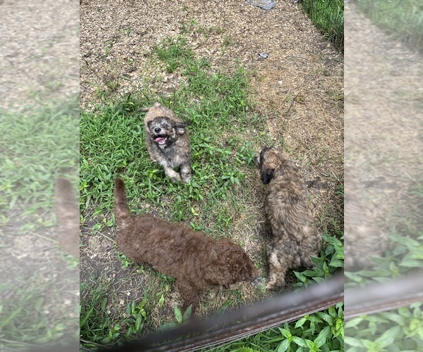 Medium Photo #7 Goldendoodle-Poodle (Standard) Mix Puppy For Sale in LOUISA, VA, USA